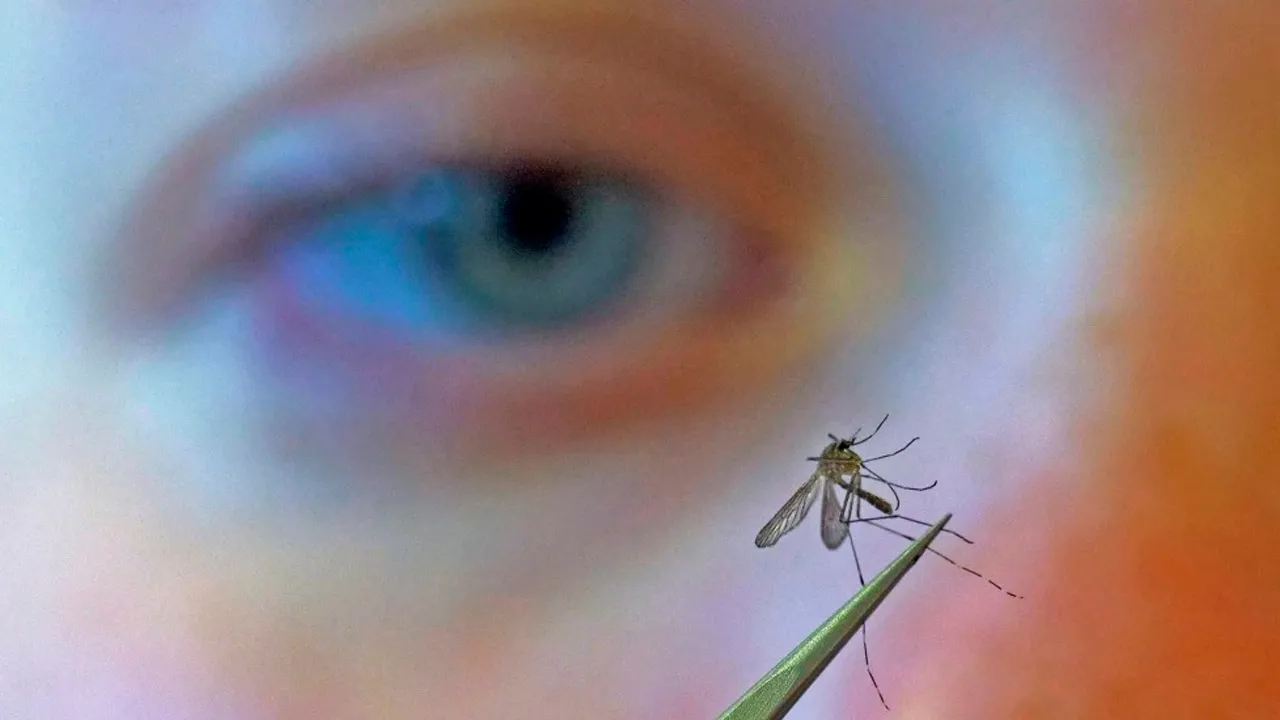 west nile_AP