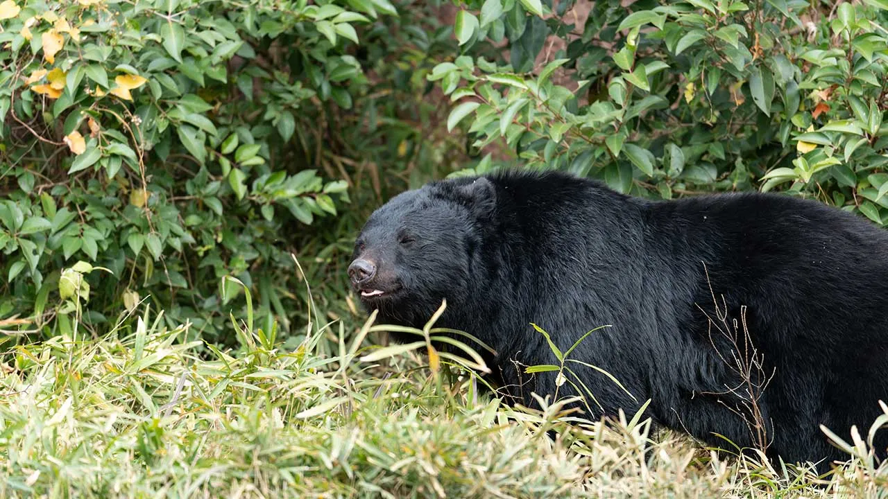 A black bear walking through a green thicket.