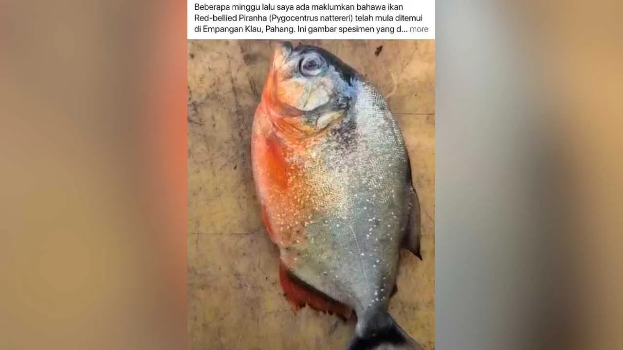 [TB]_piranha perut merah Empangan Klau_SINAR