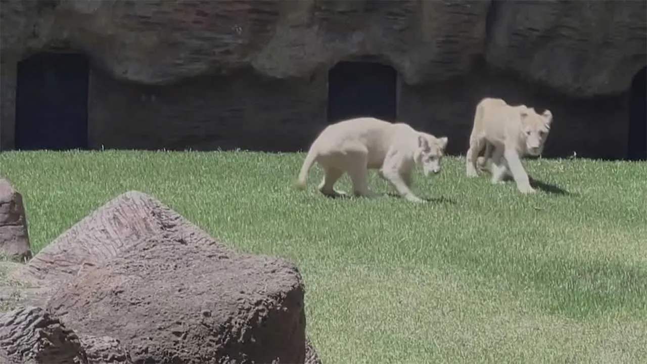 Guatemala zoo unveils rare white lions from South Africa