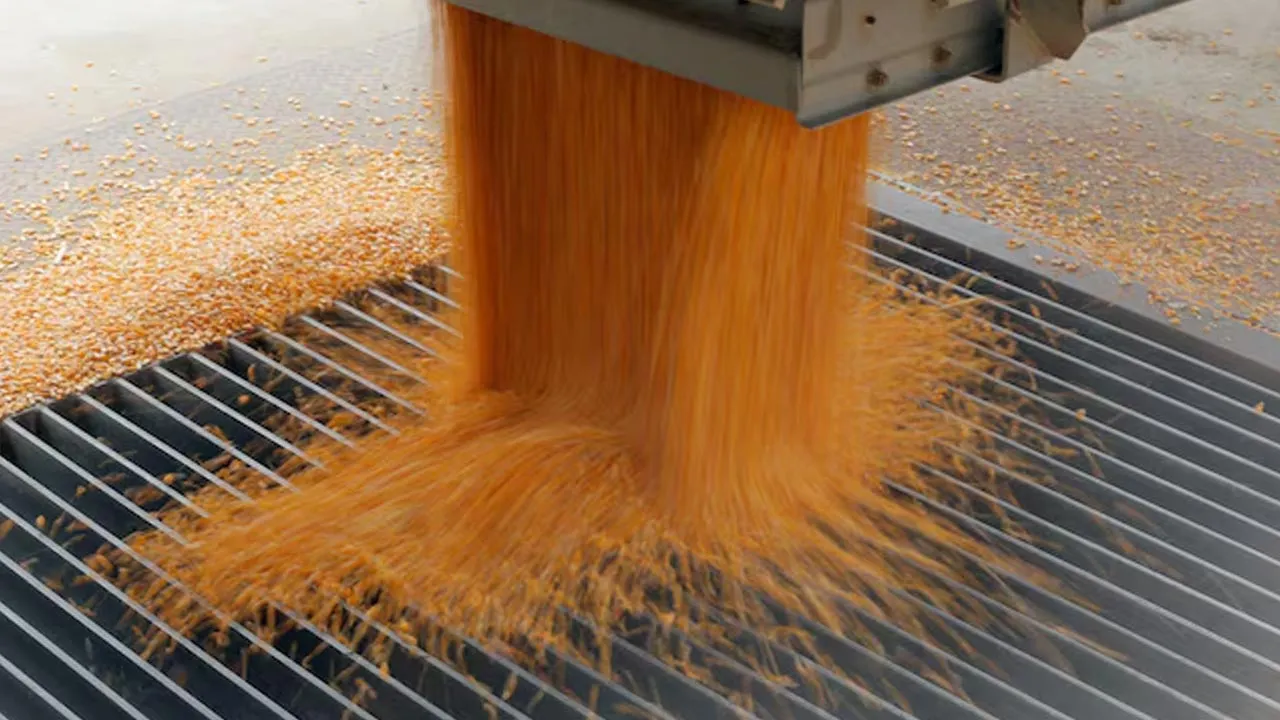 Corn kernels are dumped into a grain elevator during a harvest on a farm near Dixon, Nebraska, U.S., October 26, 2017. Picture taken October 26, 2017. REUTERS/Lucas Jackson/File Photo 