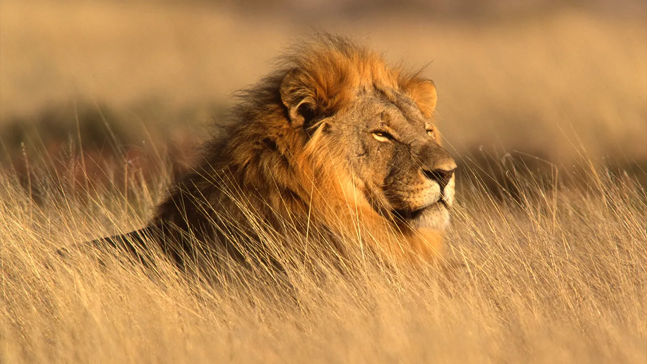 TB_GENERIC LION_ADOBE
