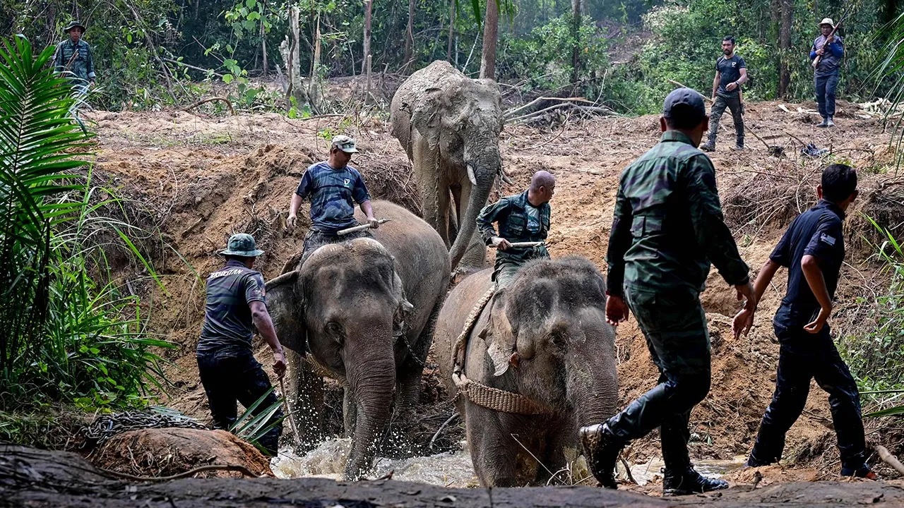 KUALA BERANG, 16 Sept - Jabatan Perlindungan Hidupan Liar dan Taman Negara (Perhilitan) hari ini berjaya memindahkan seekor gajah jantan yang menceroboh masuk ke kawasan kebun dan penempatan penduduk di Kampung Kolam hari ini. Operasi menggunakan bantuan dua gajah denak itu mengambil masa sekitar tiga jam disebabkan beberapa faktor termasuk cuaca dan keadaan persekitaran. Gajah yang diberi nama Awang Kolam oleh penduduk tempatan itu berjaya ditangkap pada 10 September lepas dan dijinakkan oleh dua denak bet