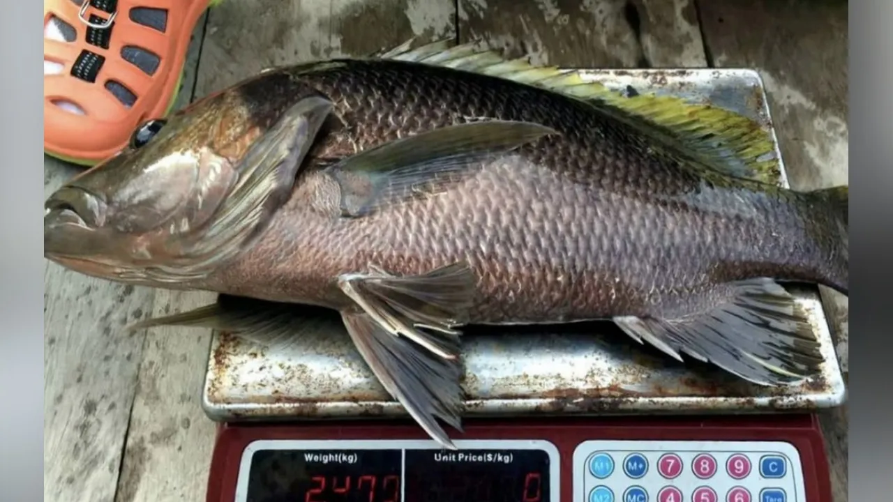 GEORGE TOWN, 1 Sept (Bernama) -- Penemuan seekor ikan kanai atau tembaring dan Black Bass (Lutjanus goldiei) di Sungai Kuala, di sini pada Sabtu lepas disifatkan sebagai kejadian jarang berlaku selepas spesies itu dipercayai tidak ditangkap di perairan Pulau Pinang sejak kira-kira 15 tahun lepas.