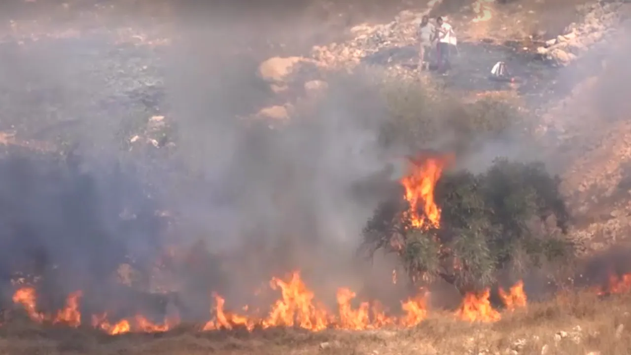 Israeli settlers set olive groves on fire in West Bank, say Palestinian residents