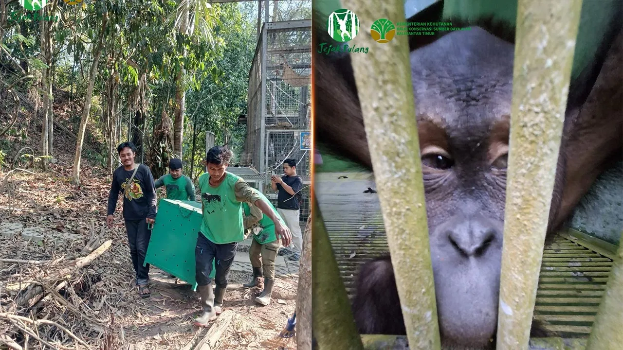 Bukan cuma cepat, tapi sudah siap  Kebakaran di sekitar Kawasan Hutan Dengan Tujuan Khusus (KHDTK) Samboja meningkatkan risiko bagi hutan dan orang utan yang dititiprawatkan kepada Jejak Pulang.