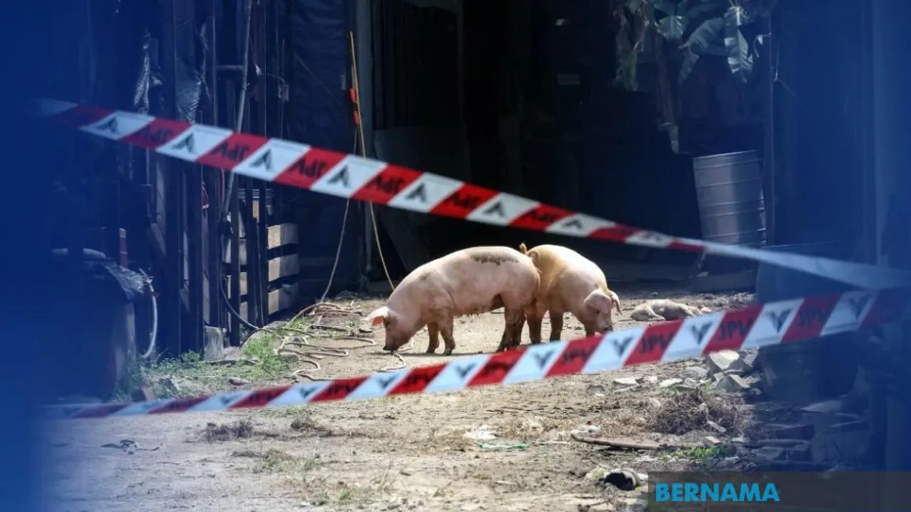 BUTTERWORTH, 4 Sept (Bernama) -- Kerajaan Pulau Pinang telah mengambil beberapa langkah bagi menangani isu pencemaran kumbahan dari ladang ternakan babi di Kampung Selamat, Tasek Gelugor dekat sini termasuk sisa kumbahan wajib dihantar ke loji biogas di Ampang Jajar, di sini.
