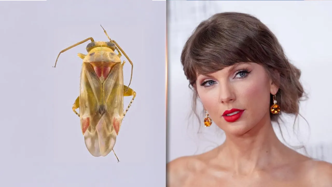 Lipas Taylor