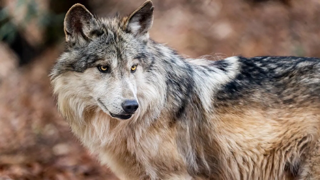 Mexican Wolf