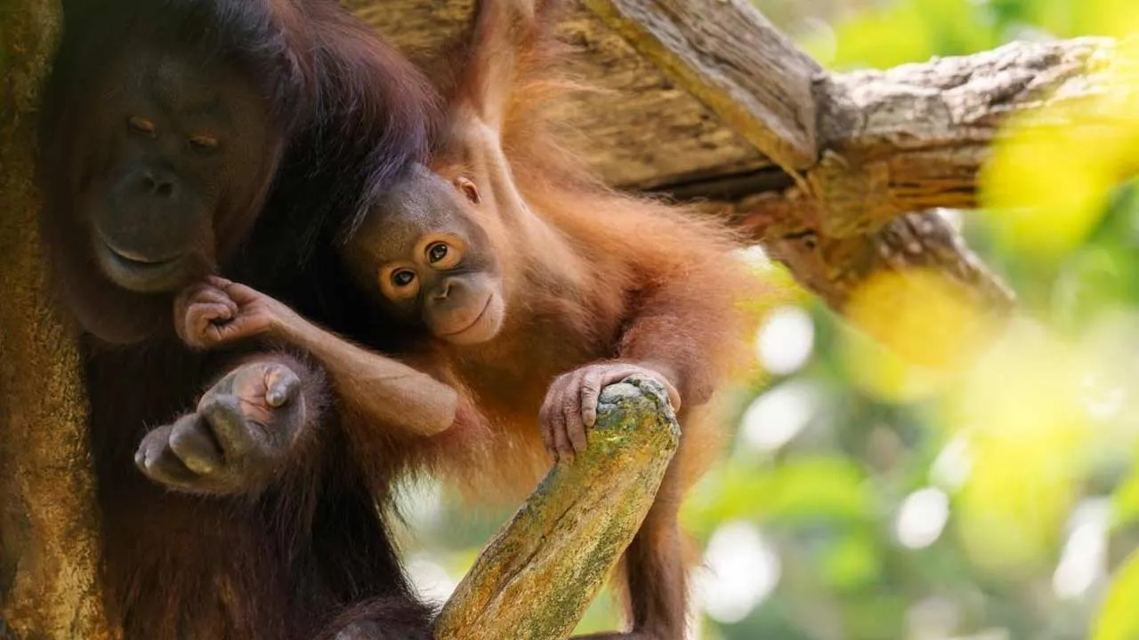 Orang Utan Bukit Merah