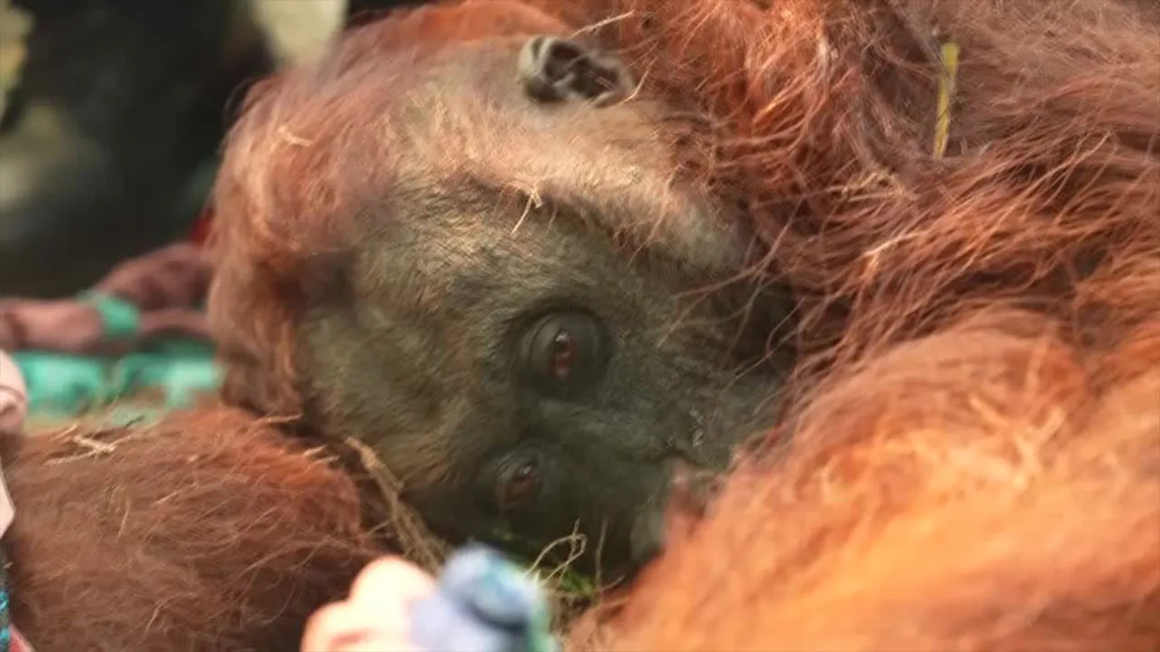 Orangutan rescued from Indonesian Borneo fires battles respiratory illness