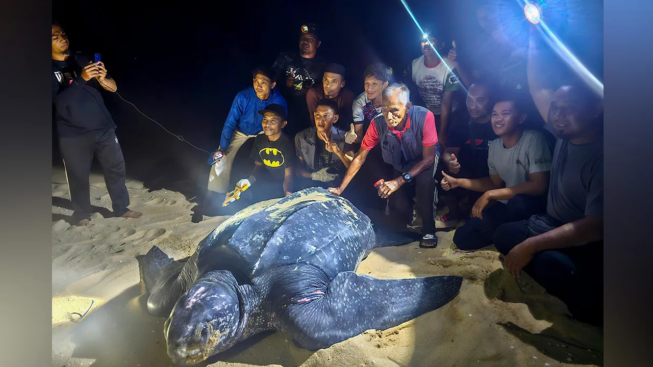DUNGUN, 22 Sept - Seekor penyu belimbing mendarat dan bertelur sebanyak 70 biji di Pantai Kuala Abang awal pagi tadi, sekali gus merupakan pendaratan kali ketiga spesies penyu terbesar di dunia itu direkodkan di Terengganu bulan ini. Ibu penyu berukuran 2.15 meter panjang dan 1.15 meter lebar itu kembali ke laut kira-kira 5 pagi, manakala telurnya dipindahkan ke tempat penetasan di Pusat Konservasi Penyu, Rantau Abang untuk dieram. - fotoBERNAMA (2026)