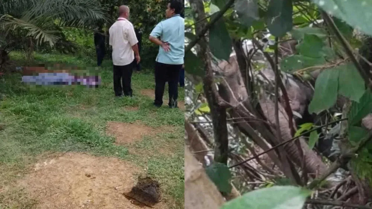 Mayat ditutupi kain selepas maut diserang gajah. Mereka terserempak seekor gajah ketika mencari lembu. FOTO: Facebook Hilmi Abdullah