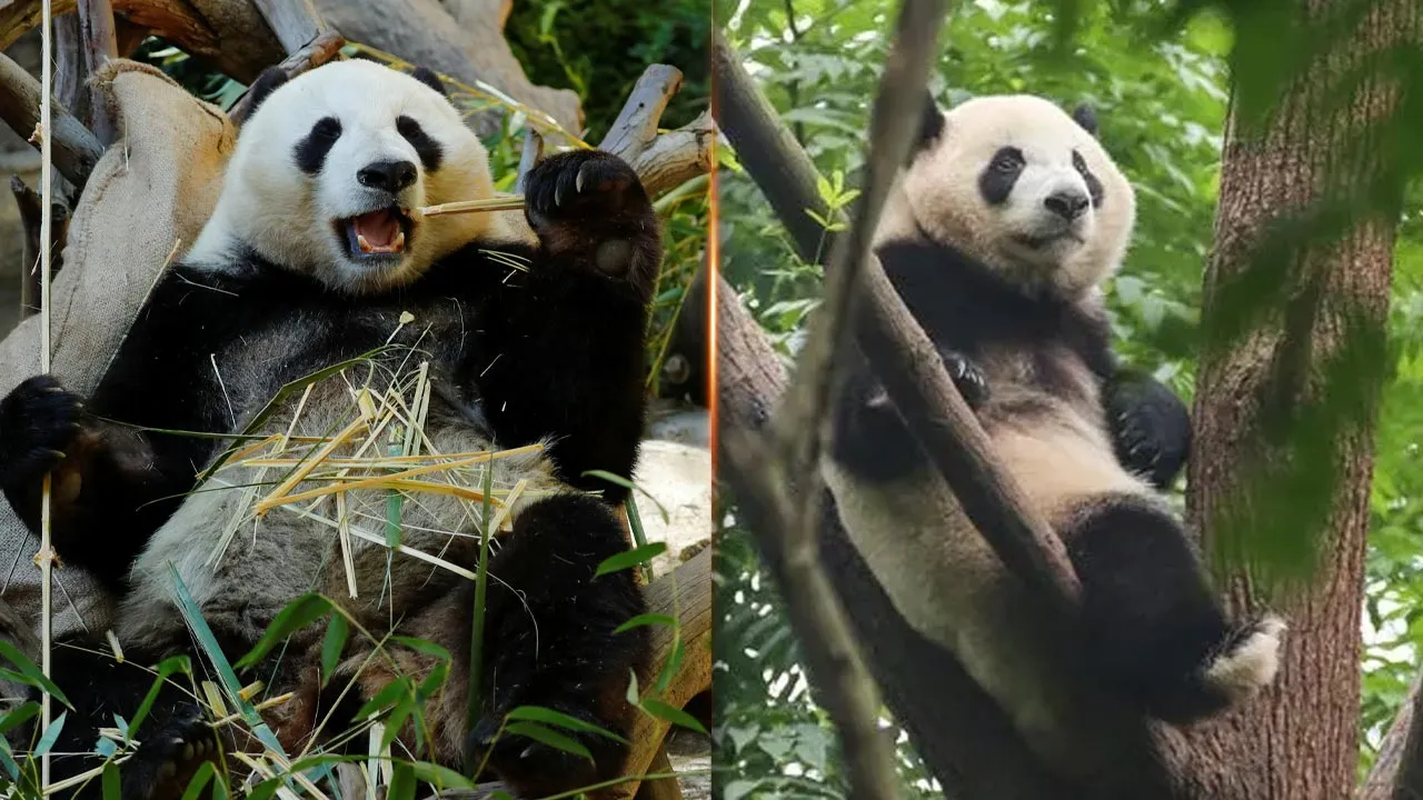 pingping fushuang panda