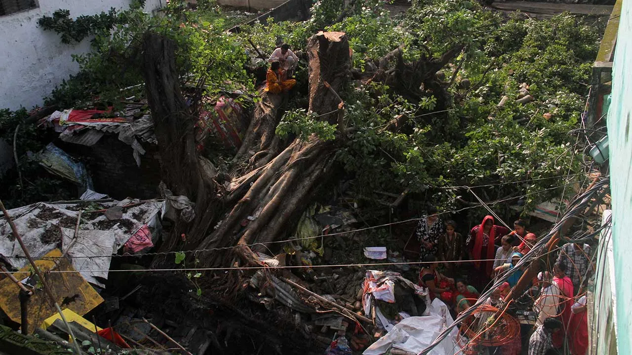 People sit on a tree that has been uprooted by a severe storm in Gorakhpur, Uttar Pradesh, India, September 27, 2026. REUTERS/Stringer
