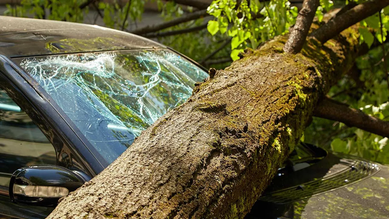 Fallen Tree Generic_ADOBE STOCK IMAGES
