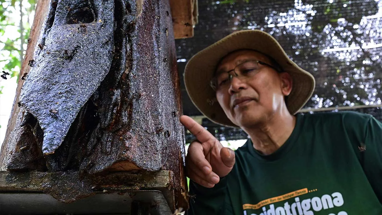 MARANG, 24 Okt -- Pengasas Repositori Kelulut Universiti Malaysia Terengganu (UMT), Prof Dr Shamsul Bahri Abd Razak, memeriksa sarang madu kelulut di Repositori Kelulut Indo-Malaya UMT, Bukit Kor, dekat sini.  --fotoBERNAMA (2026) HAK CIPTA TERPELIHARA