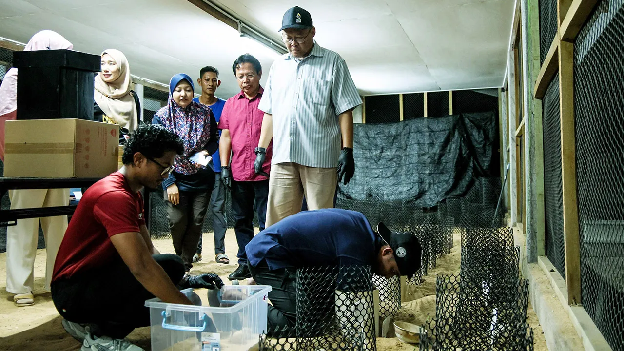 DUNGUN, 16 Okt -- Ketua Pengarah Perikanan Datuk Adnan Hussain (kanan) memantau proses untuk pemeriksaan persenyawaan telur penyu belimbing yang dieram di hatcheri Pusat Konservasi dan Penerangan Penyu (TCIC) Rantau Abang malam tadi._BERNAMA