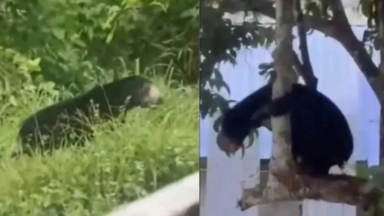 Tangkap layar kelibat kehadiran serta gangguan beruang matahari di kawasan penempatan penduduk di Gerik.- Foto: TikTok Fazel JRTB -- SINAR HARIAN