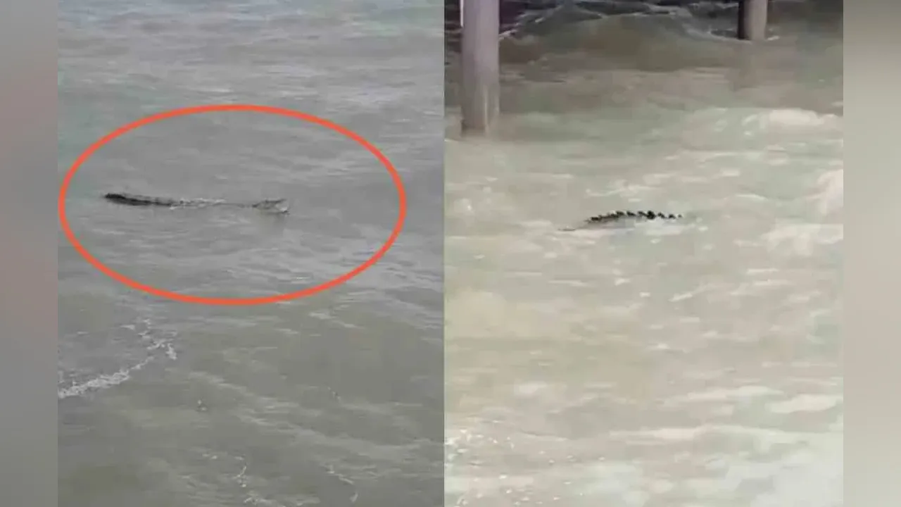 Tangkap layar rakaman video tular memaparkan penampakan buaya di Pantai Bagan Lalang. Sinar Harian