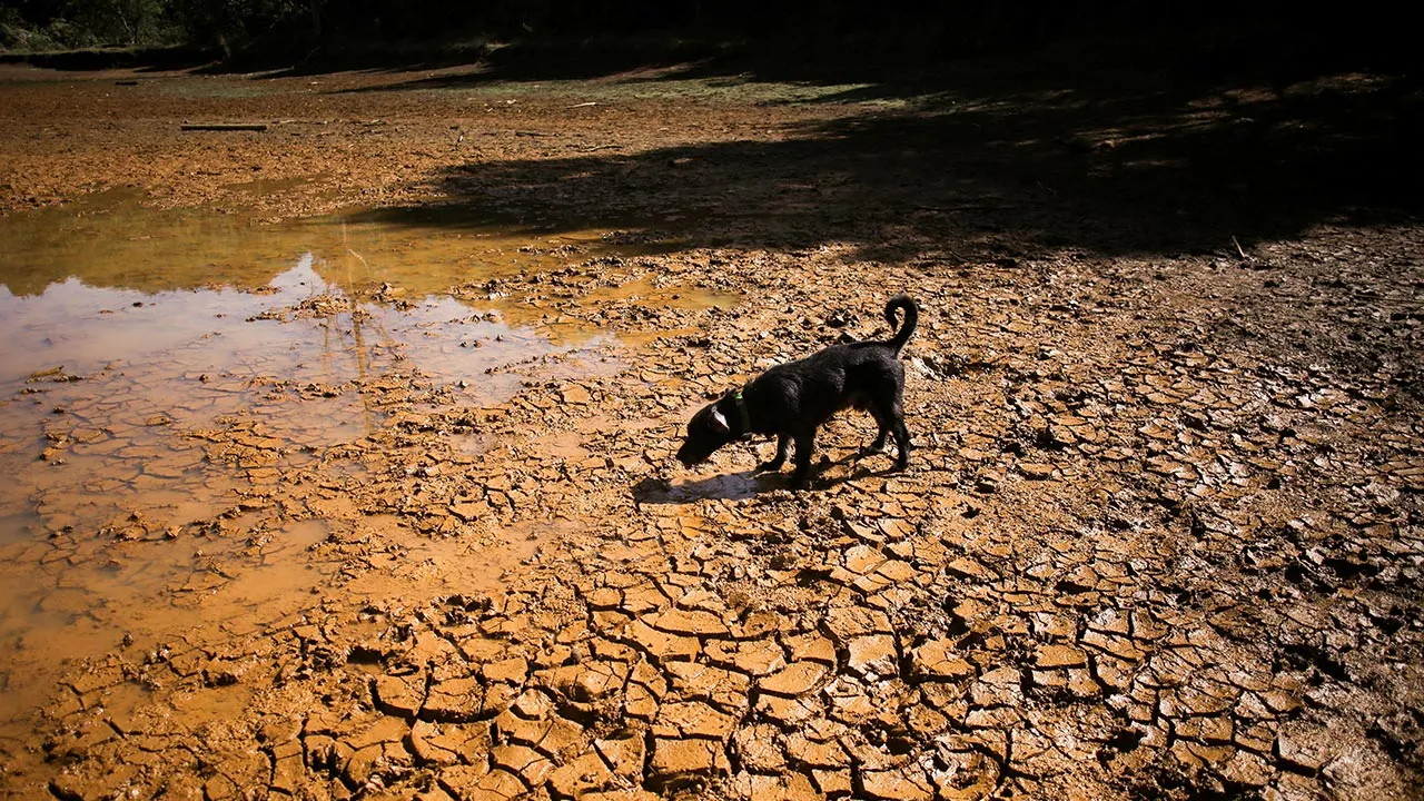 FILE PHOTO: A dog walks on cracked ground at the dried-up Guarne Lagoon in Arvi Park amid drought conditions linked to the El Nino phenomenon, in Medellin, Colombia, September 3, 2026. REUTERS/Juan David Duque/File Photo