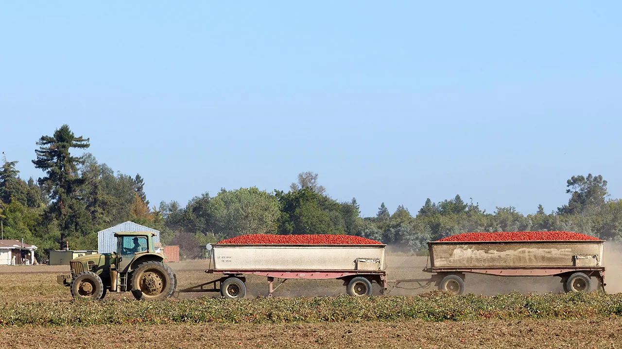 A tractor moves trailers full of tomatoes harvested near Davis, California, US, September 28, 2026. REUTERS