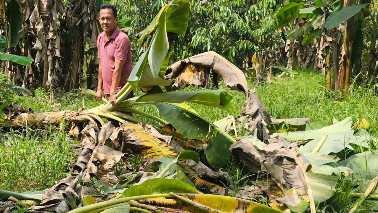 DUNGUN, 17 Okt -- Penduduk Kampung Tepus, Ahmad Nazri Mat Hasam, 58, membersihkan kebun pisang milik saudaranya yang dimusnahkan gajah liar pada Rabu lepas.  Ahmad Nazri berkata gajah liar berkenaan dikesan memasuki kebun yang terletak berhampiran rumah penduduk sekali gus menimbulkan kebimbangan haiwan itu boleh mengancam keselamatan dan nyawa penduduk.  -- fotoBERNAMA (2026) HAK CIPTA TERPELIHARA