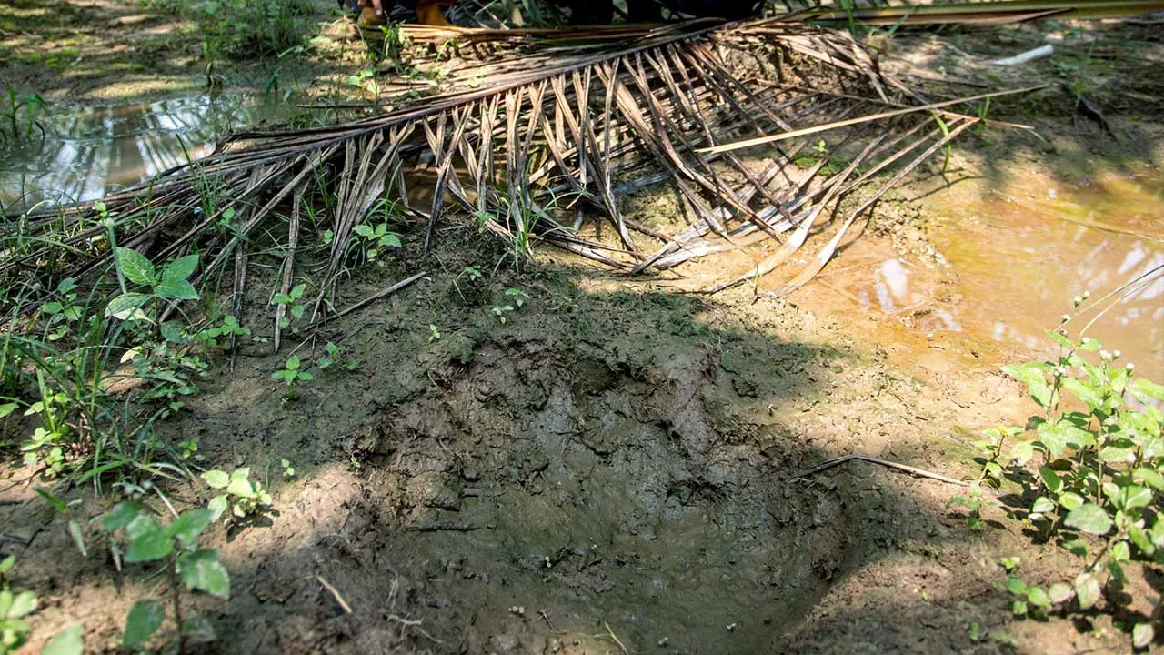 SUNGAI SIPUT, 19 Okt -- Kesan tapak kaki gajar liar yang ditemui di Kampung Perlop 1, hari ini.  Seramai 18 pekebun sawit di sini, merayu tindakan segera pihak berwajib bagi menangani masalah gajah liar yang menceroboh serta memusnahkan tanaman di kawasan seluas 80 hektar diusahakan mereka, sejak awal Sept lalu.