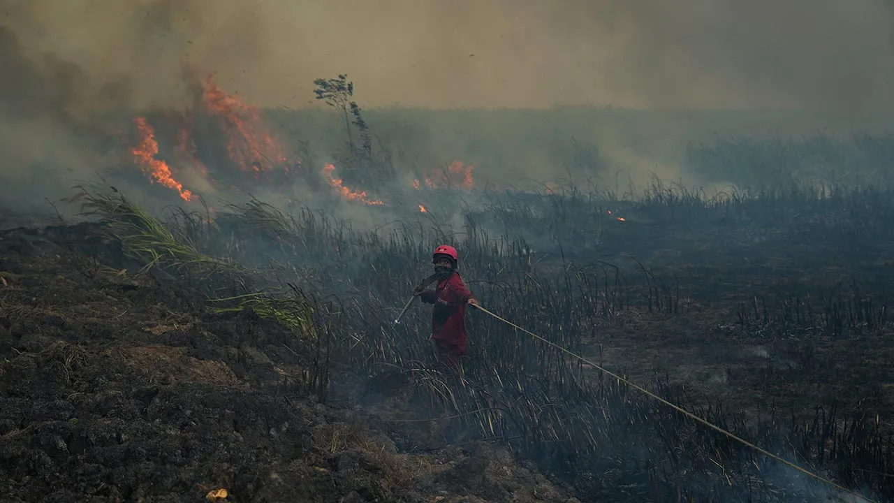 A firefighter with the Manggala Agni, Indonesia's national fire control bridgade, pulls a hose while extinguishing wildfires near a residential area in Ogan Ilir, South Sumatra, Indonesia, September 25, 2026. REUTERS/Abriansyah Liberto