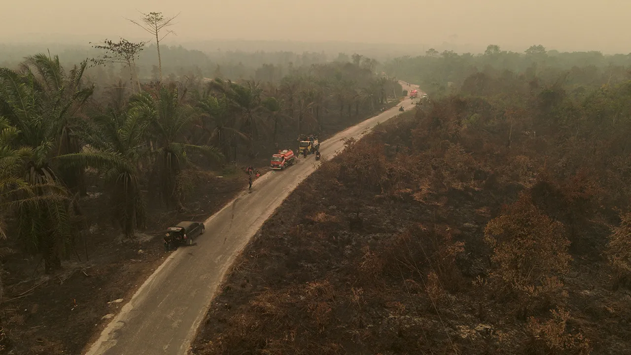 A drone view of a palm oil plantation area shrouded in haze from wildfires in South Arut, West Kotawaringin Regency, Central Kalimantan province, Indonesia, October 18, 2026. REUTERS/Soepriyadi Gunawan