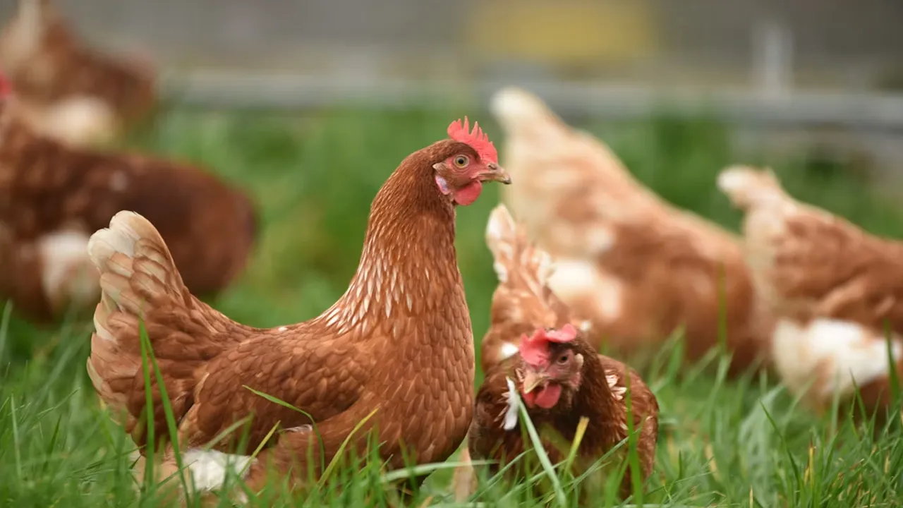 Ternakan Ayam_Unsplash