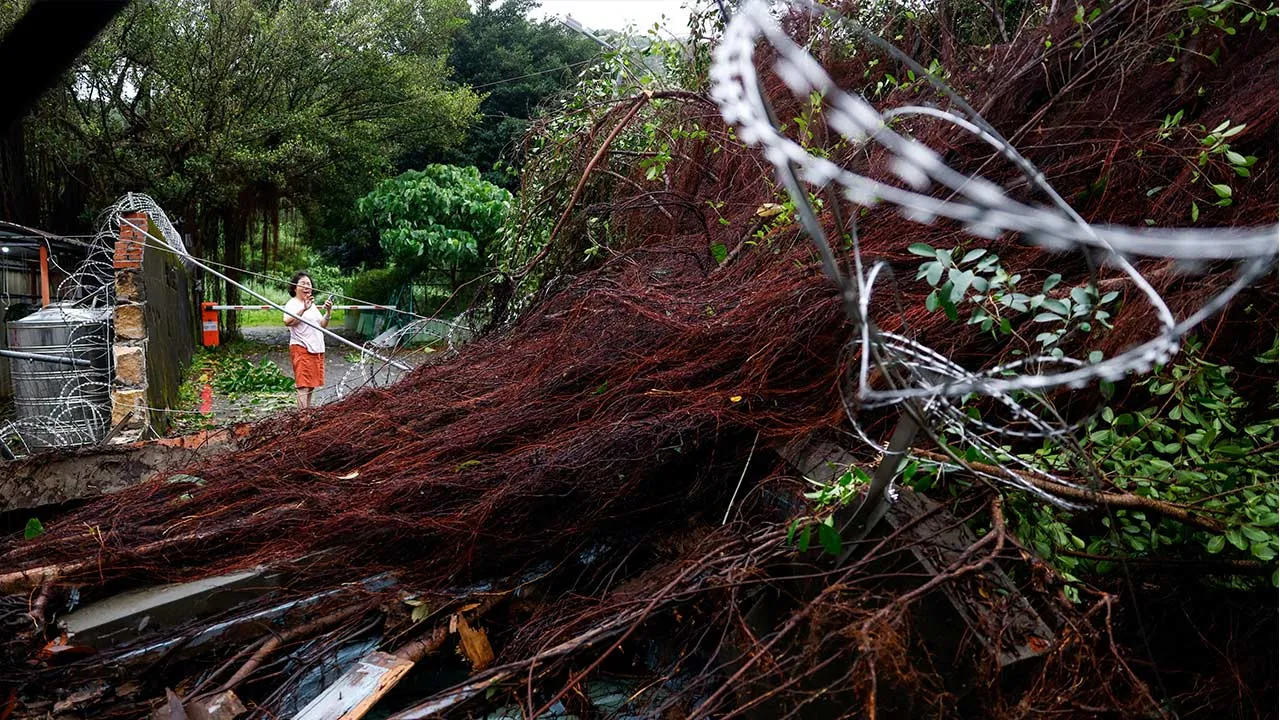 An uprooted tree after strong winds brought by Typhoon Champi, in Taipei, Taiwan October 24, 2026. REUTERS/Ann Wang TPX IMAGES OF THE DAY