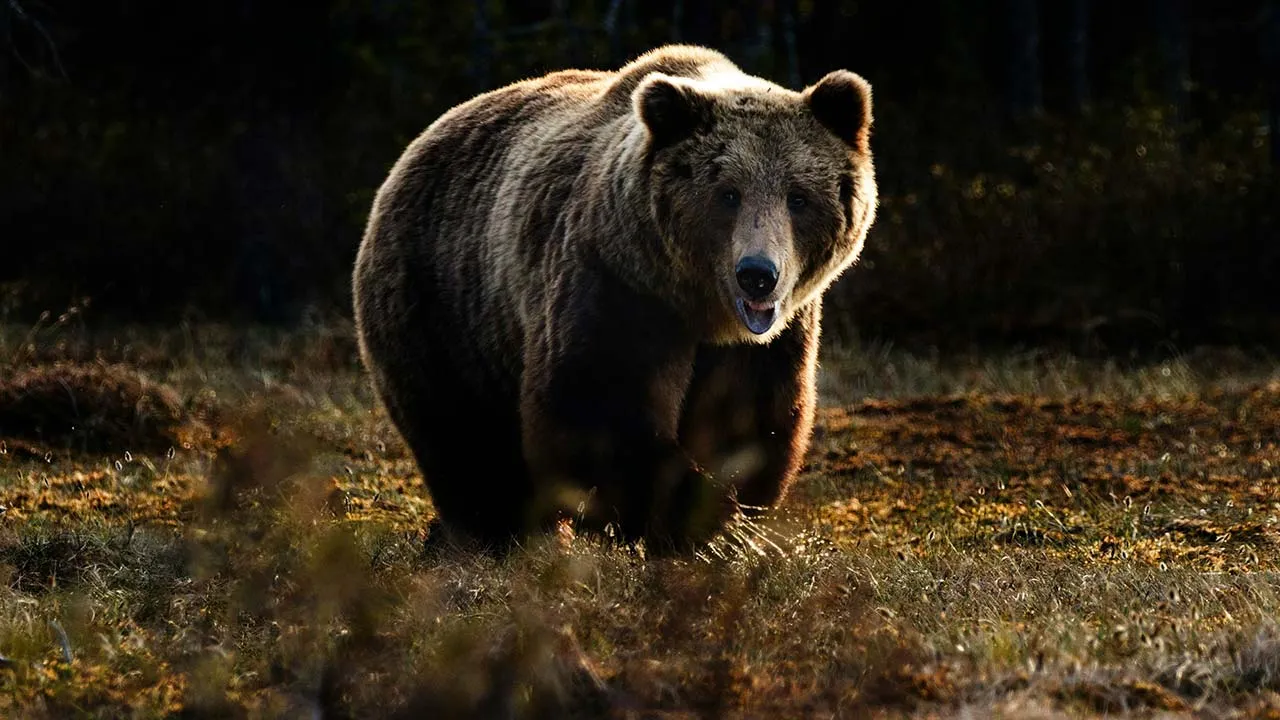 The bear (file photo) is found in the region around Ulaanbaatar.