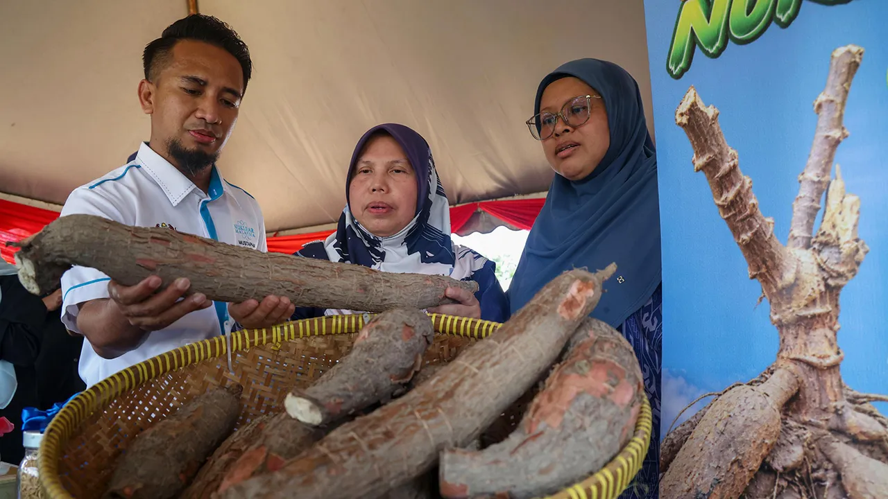 MACHANG, 26 Okt -- Pengarah Bahagian Agroteknologi dan Biosains, Agensi Nuklear Malaysia, Dr. Zaiton Ahmad (tengah) bersama pegawai melihat sebahagian ubi kayu nuklear yang sudah matang ketika ditemui Bernama baru-baru ini.  Agensi Nuklear Malaysia sedang menjalankan penyelidikan bagi menghasilkan varieti tanaman dengan ciri-ciri lebih baik, termasuk ubi kayu yang mampu dituai dalam tempoh lebih singkat berbanding varieti asal, menerusi penggunaan sinaran gama.  Zaiton Ahmad berkata teknologi itu digunakan