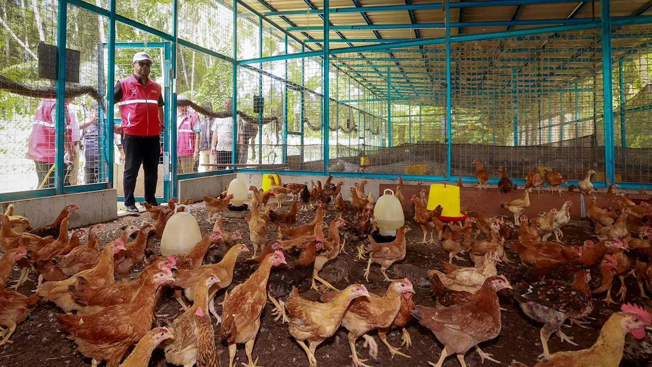 Menteri di Jabatan Perdana Menteri (Hal Ehwal Agama) Senator Dr Zulkifli Hasan (tengah) meninjau reban ayam pada Majlis Perasmian Projek Penternakan Ayam Organik di Mukim Teluk Renjuna hari ini.  --fotoBERNAMA