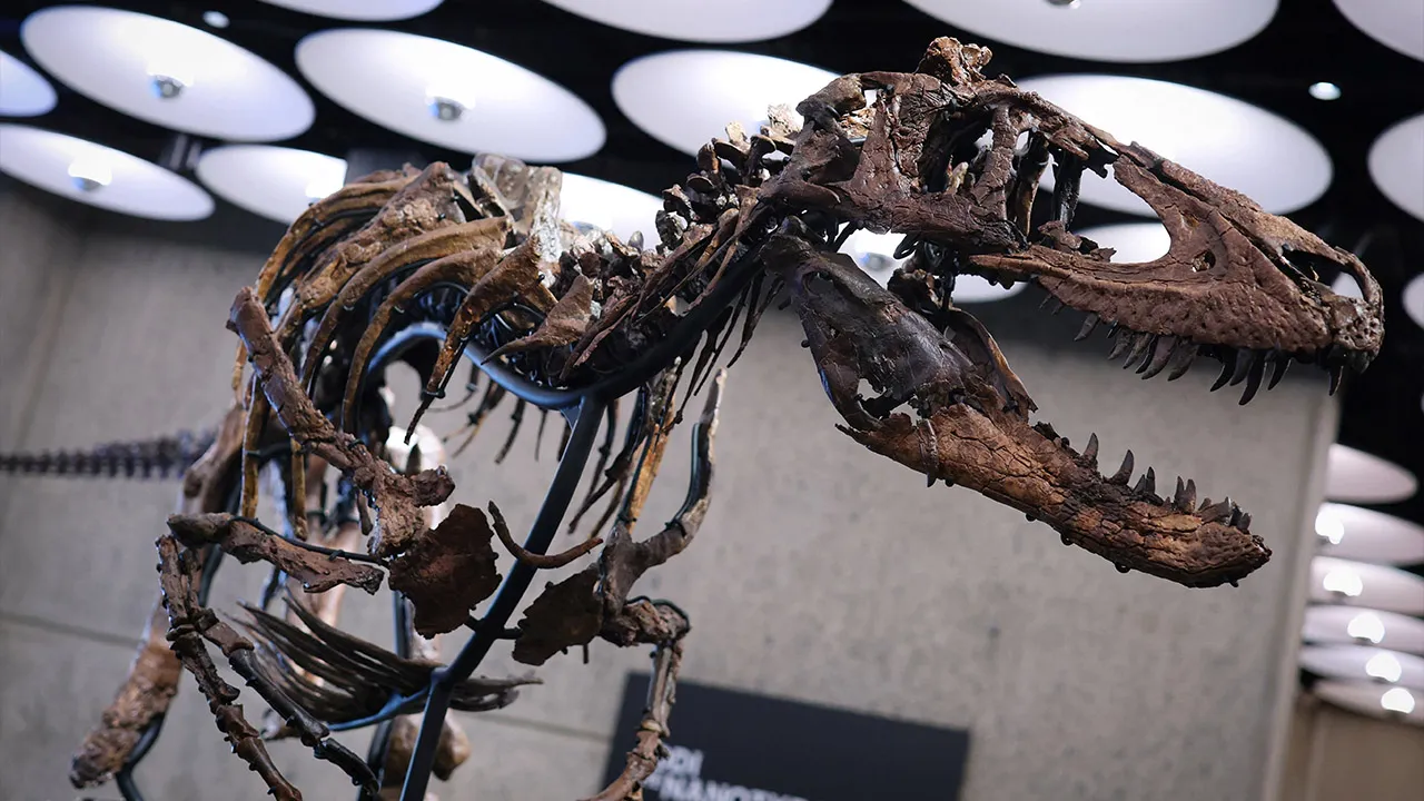 "Jodi" a rare mounted skeleton of Nanotyrannus and one of only three such dinosaur skeletons known to science, is displayed ahead of its October 27 auction at Sotheby's in New York City, US, October 13, 2026. REUTERS/Mike Segar
