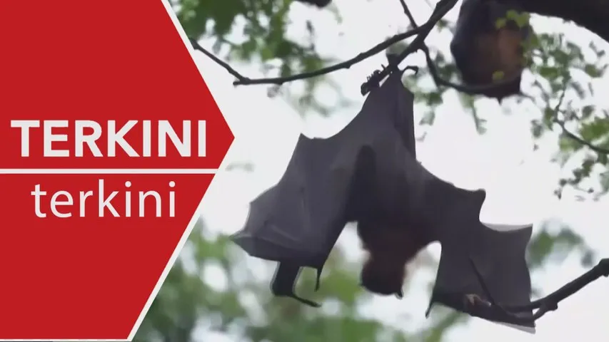 [TERKINI] Malaysia kekal bebas penyakit Nipah