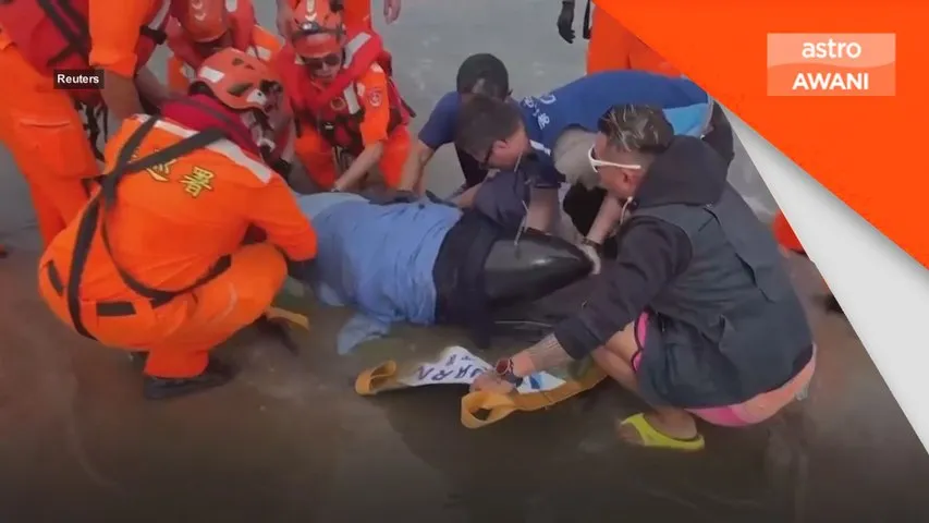 Pengawal Pantai Taiwan selamatkan 7 paus terdampar