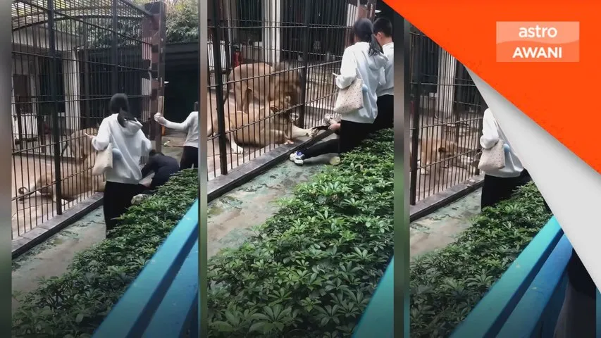 Kanak-kanak cedera diserang semasa beri singa makan