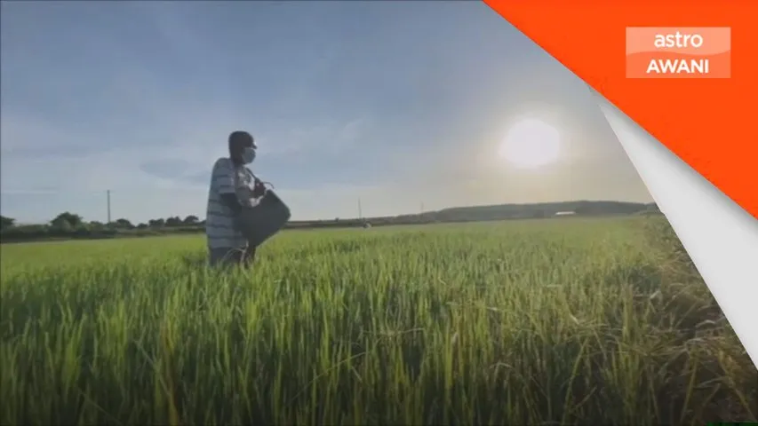 Kemarau berpanjangan beri kesan kepada pengeluaran hasil padi