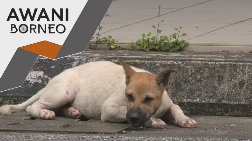 Tiga kematian tahun ini, Sarawak pergiat tindakan bendung rabies