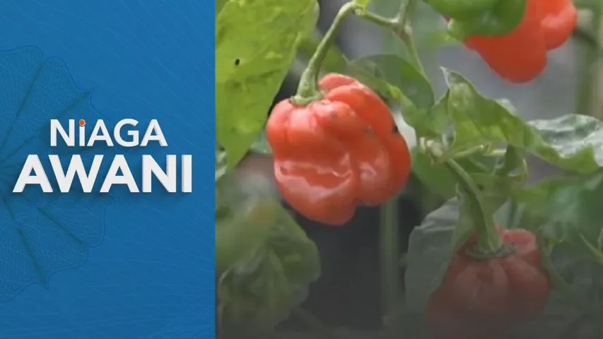 Risiko baharu buat Malaysia, lonjakan harga baja dunia