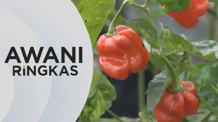 AWANI Ringkas: Kadar penggunaan baja di Asia Tenggara terjejas