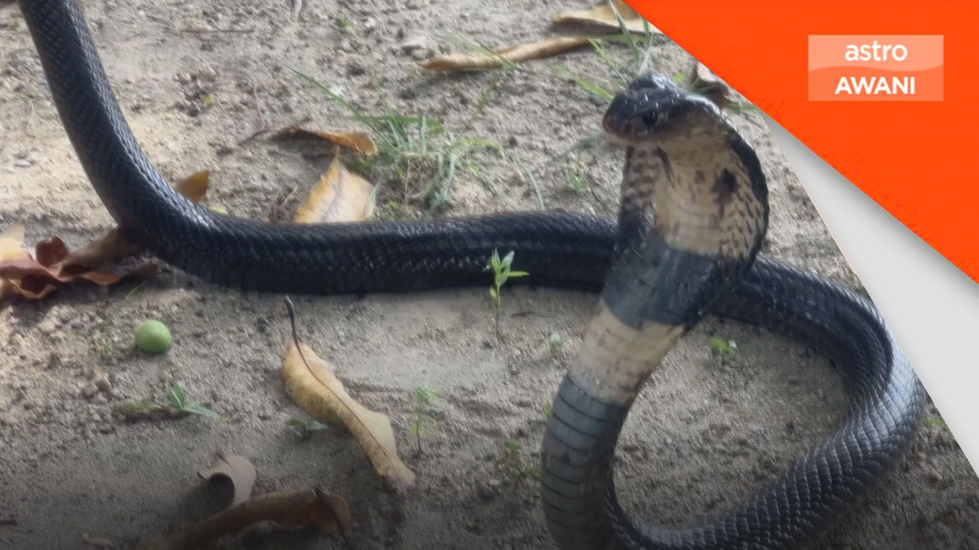 Kes tangkapan ular meningkat akibat cuaca panas