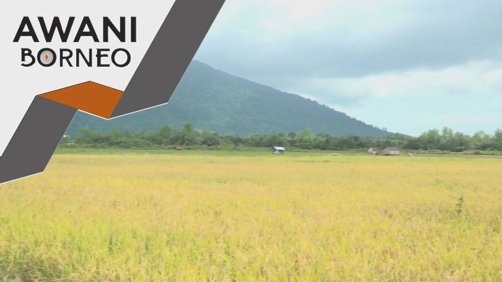 Sarawak rancang tubuh ordinan lembaga padi dan beras