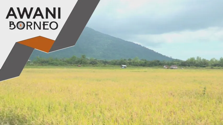 Sarawak rancang tubuh ordinan lembaga padi dan beras