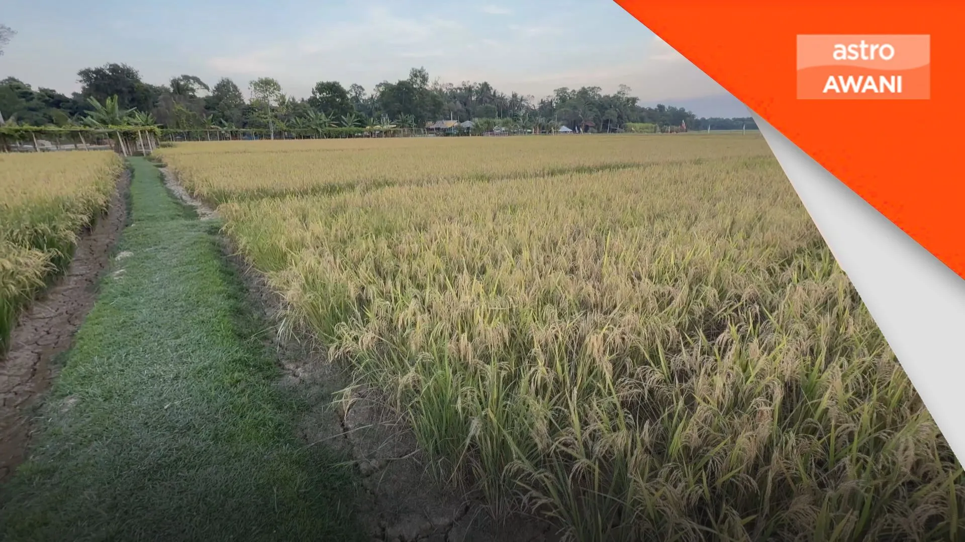 Padi tradisional tanpa kimia hasil lebih 40 tan di Kelantan