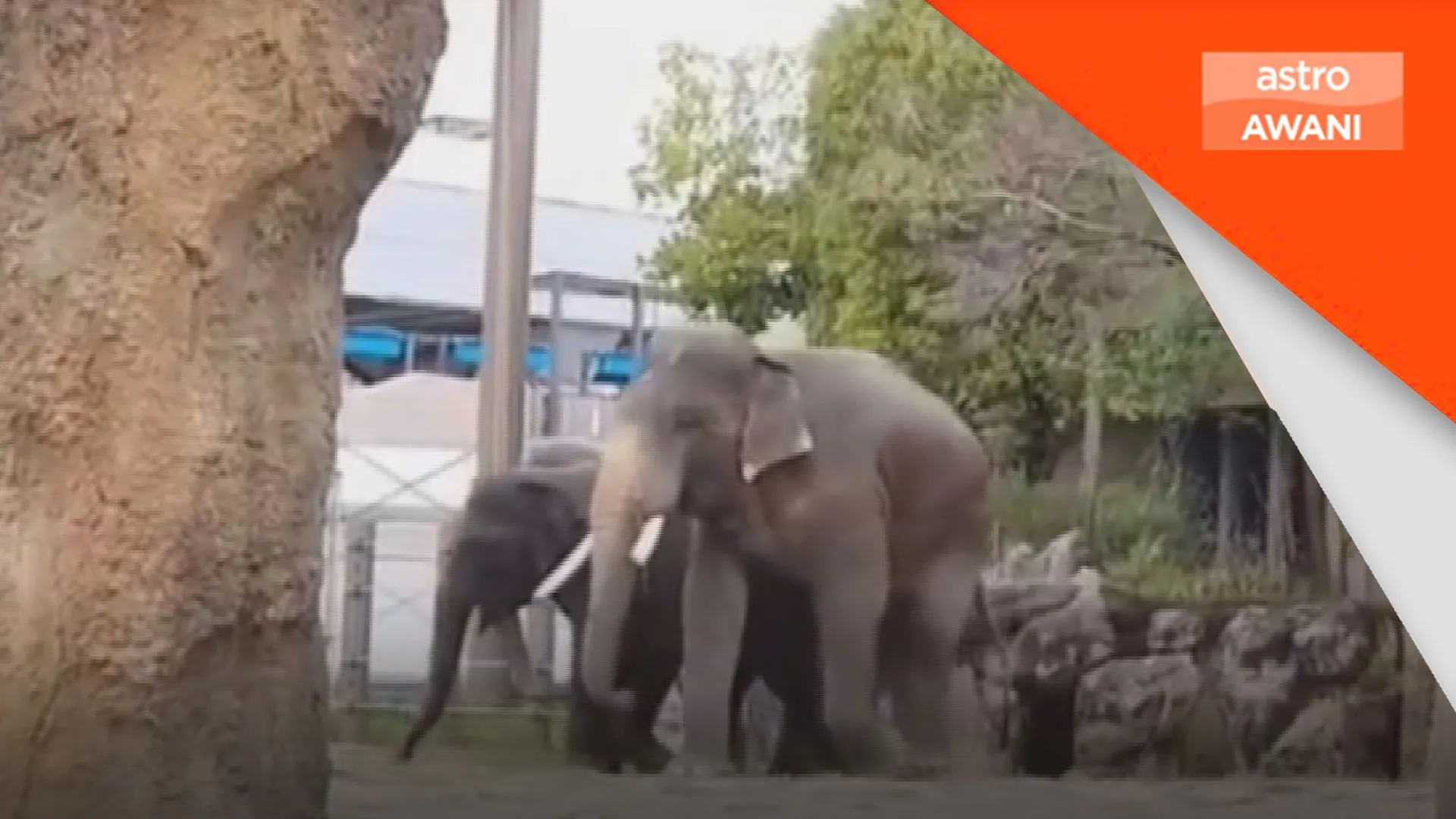 Belum ada tempoh muktamad gajah DAK dibawa pulang - NRES