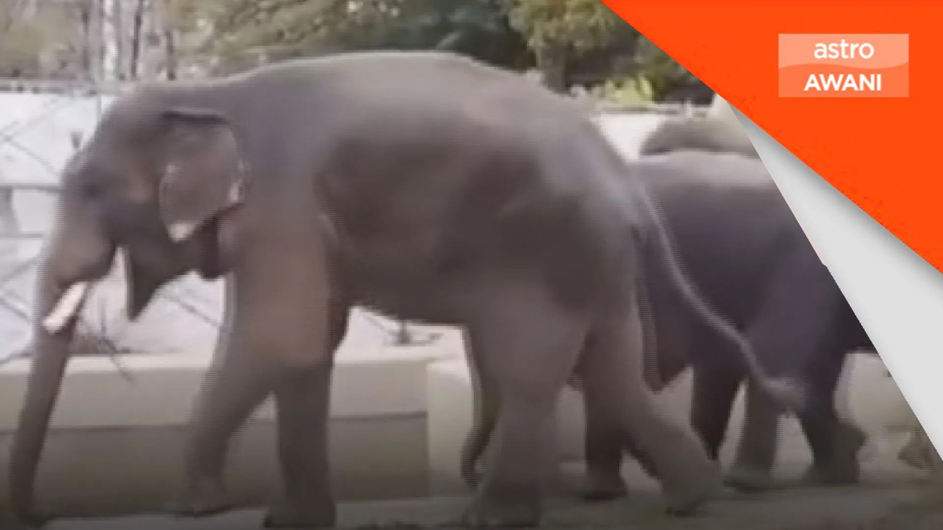 Penamatan perjanjian gajah DAK perlu bukti munasabah - MPT