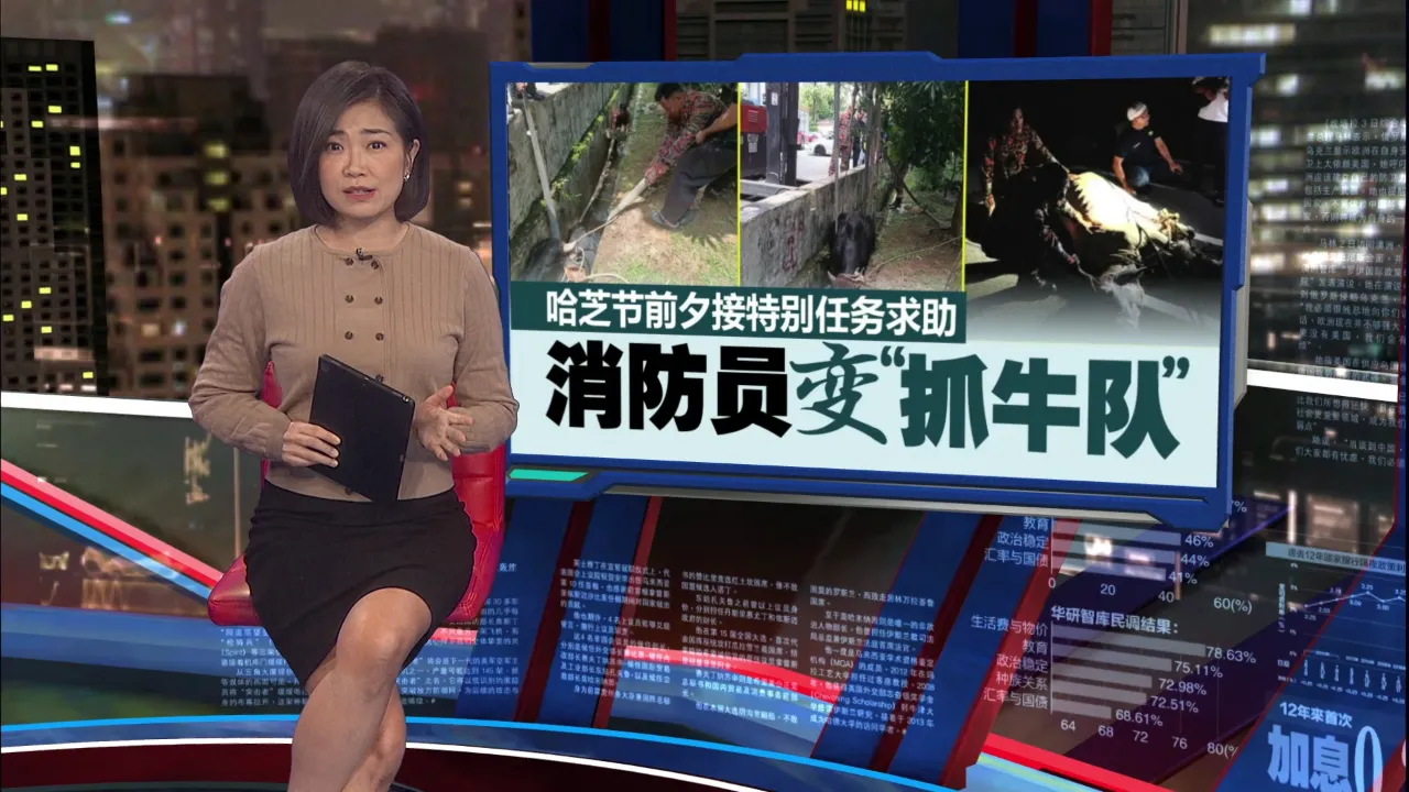 牛也不想被宰？   哈芝节前夕上演“牛大逃命”!